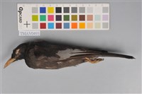 藏品(紅嘴黑鵯)的圖片